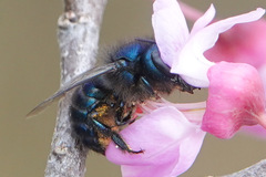 Osmia ribifloris