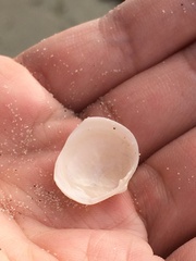 Divalinga quadrisulcata