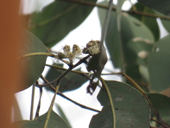 Eucalyptus hallii