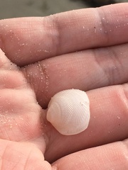 Divalinga quadrisulcata