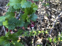 Ribes californicum