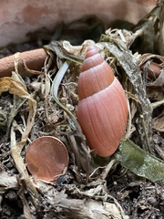 Euglandina rosea