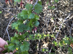 Ribes californicum