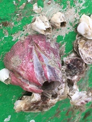 Megabalanus tintinnabulum