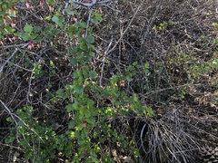 Ribes californicum