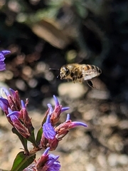 Apis mellifera