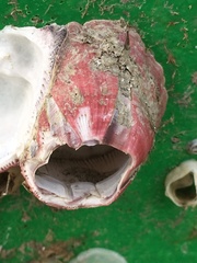 Megabalanus tintinnabulum