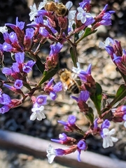 Apis mellifera