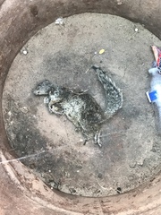 Otospermophilus beecheyi