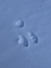 Lepus americanus