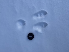 Lepus americanus