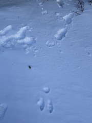 Lepus americanus