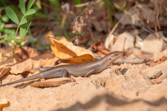 Trachylepis socotrana