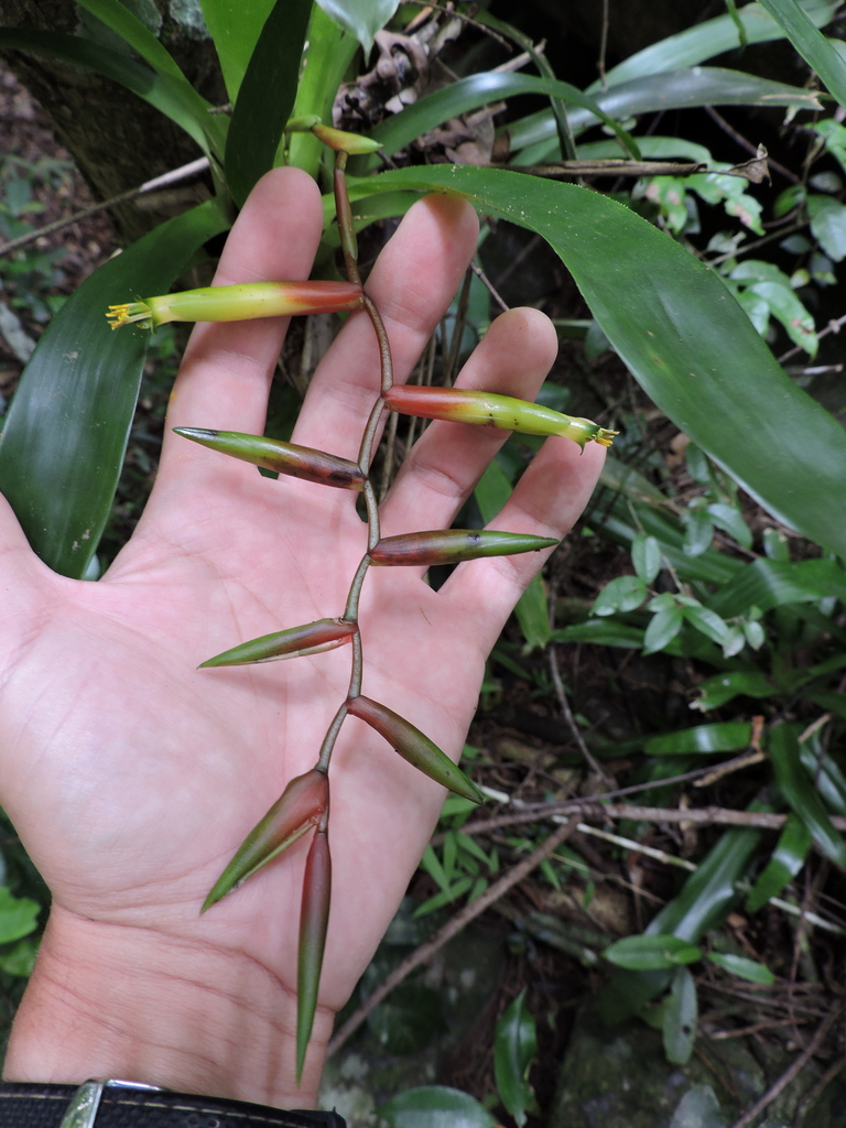 Vriesea scalaris