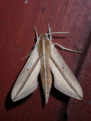 Theretra silhetensis