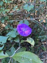 Ipomoea crinicalyx