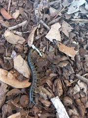 Scolopendra viridis