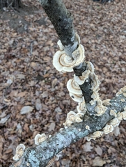 Trametes versicolor