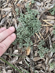 Parietaria pensylvanica