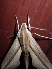 Theretra silhetensis