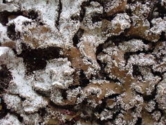 Physconia perisidiosa