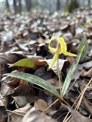 Erythronium