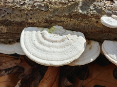 Trametes