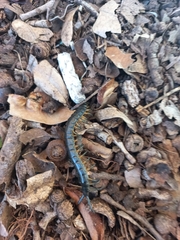 Scolopendra viridis