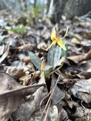 Erythronium