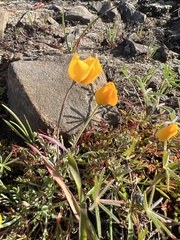 Eschscholzia lobbii