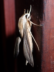 Theretra silhetensis