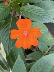 Impatiens hawkeri