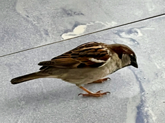 Passer domesticus