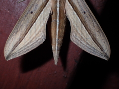 Theretra silhetensis