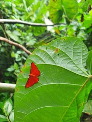 Mesene phareus