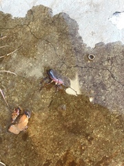 Blattodea