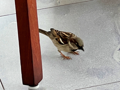 Passer domesticus