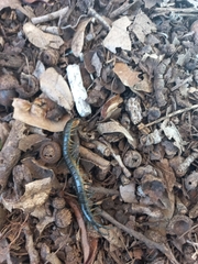 Scolopendra viridis