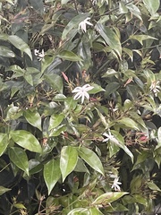 Jasminum multiflorum