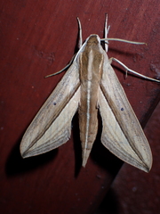 Theretra silhetensis