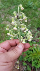 Senecio sennikovii