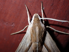 Theretra silhetensis