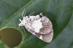 Heterusia