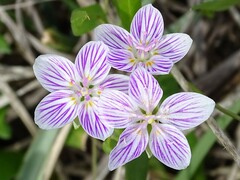 Claytonia virginica