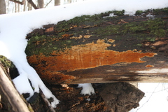 Botryobasidium simile