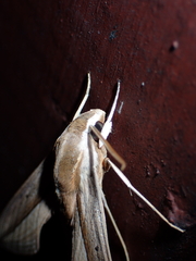 Theretra silhetensis