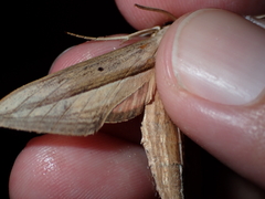 Theretra silhetensis