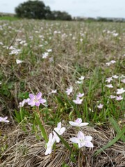 Claytonia virginica