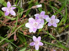 Claytonia virginica