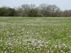 Claytonia virginica